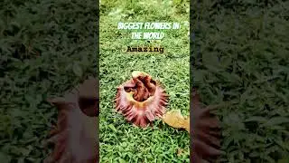 #flowers #shorts #shortvideo #shortsfeed #biggestflowers #amazingflowers #trending #trendingshorts