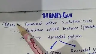 Hindgut development complete || Megacolon/Hirschprung disease