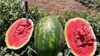 The amount of water you need to farm your watermelon