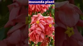 musanda plant beautiful flowering all colour #shorts