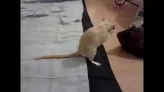 fiepender M&auml;userich
