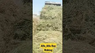 Alfa_Alfa Hay Making For Better Nutrition #dairyfarming #cattlefarming #Alfa_AlfaHay