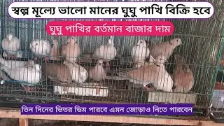 ঘুঘু পাখি বিক্রি হবে ।।ঘুঘু পাখির বর্তমান দাম।। Dove bird price bd