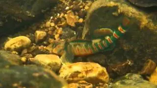 Candy Darters