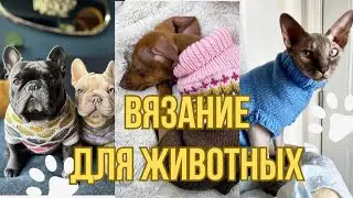 Что связать  четырехлапым друзьям ☺️🐾🧶 Описания и советы .