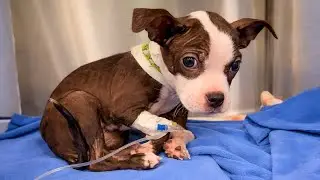 This Puppy Was Thrown From A Car And Left Barely Able To Walk
