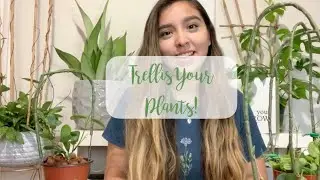 How to Trellis Houseplants! | Bamboo, Wire, Metal, Plastic