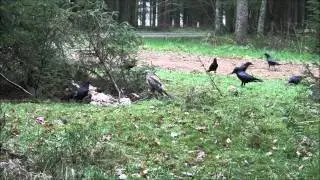 Raven, Carrion Crow, Red Kite (Milvus milvus) and Common Buzzard. Raaf, rode wouw en buizerd.