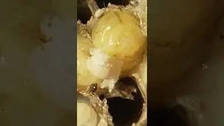 Зачем осы воруют мясо и настолько ли они ужасны.