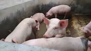[PointFOOTAGE] Animals - pigs young curious piglet on neigbor in farm CU - 9649099