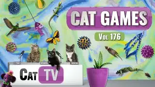 CAT Games | Ultimate Cat TV Compilation, том 176 | 8 ЧАСОВ 🐝🐞🦋🦎🦜🐜🐭🧵