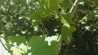 Praying Mantis vs. Butterfly