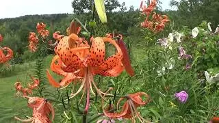 Turks Cap Lilies Growing Guide