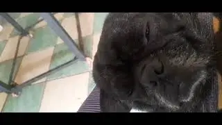 Mi pug Carlino Roncando 🤣🤣🤣🤣🤣