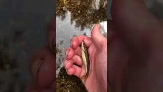 Blacknose Dace Release