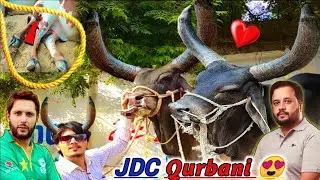 Jdc cow 2023 😍 Finally Is Saal k Nayab janwar Aagye ❤️ syed ali vlogs | jdc qurbani 2023