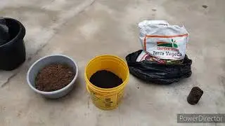 Como plantar pitaya no vaso