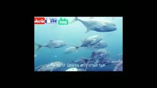 Unique features of Sharks # facts of Sharks and small fishes