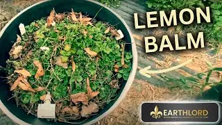 This Is How to Grow Lemon Balm in pots | Winter into Spring transition