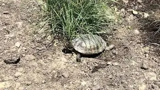 Turtle Laying Eggs In Our Dry Beds