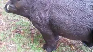 3D Boar Target by Apex Hunting - IN ACTION!
