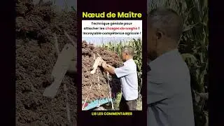 Technique g&eacute;niale pour attacher les charges de sorgho ! Incroyable comp&eacute;tence agricole ! 🌾💪