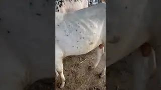 Qurbani 2022 #Shorts | Tiktok | Qurbani 2022 | New Bull #Eid2022
