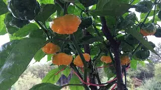 Growing Scotch Bonnet Peppers In Pots