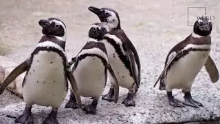 Interesting facts about magellanic penguin by weird square