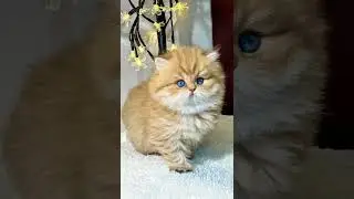 💕Comment me💕#cats #hdcatwallpapers #catvideos #catlove 😺😸 subscribe channel ✨