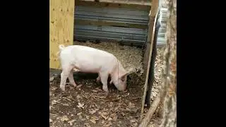 TGF - What? We have new animals