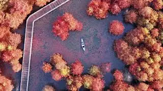Красный лес в Чонгмине