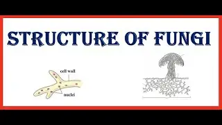 Structure of Fungi