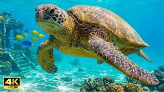 A Sea Turtle&rsquo;s Journey | Silent Temples Under the Sea &ndash; New Music & Art 4K