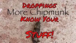 Pest Identification By Their Droppings