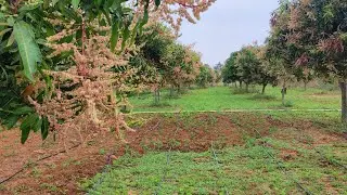 mango trees flowers and fruits setting jabir farm