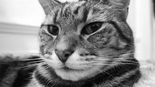 Dee Dee In Her Cat Bed (Black And White)