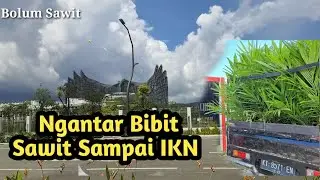 Ngantar bibit Sawit sampai ke IKN  