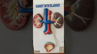#study #kidneyhealth #bladderfunction #knowledge #viral #trending #shorts #youtubeshorts #short