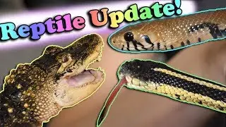 Rescue Animal Update!