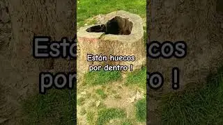 por qu&eacute; son malos los plataneros &aacute;rboles de sombra. #ciencia #dangerous
