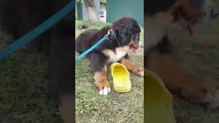 Cute Bernese Mountain Dog Puppy Having Fun on a Walk 🐶🌿 #shorts #bernese #puppy