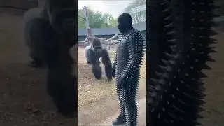 Gorilla Stared Him Down&hellip; Then Sent Him Flying 😭🦍⚠️#funny #youtube #youtubeshort #animals #lions