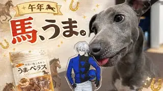 【午年】子犬、初めて馬肉を食べる｜A puppy tries horse meat for the first time