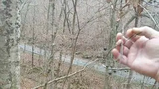 Edible Greenbrier Berries! (smilax berries)
