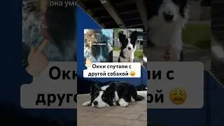 История как Окки спутали с другой Окки 😭 #окки #бордерколли #собака #догблогер #история #щенок