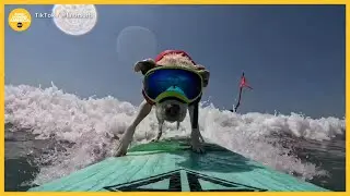 Pitbull wins World Dog Surfing Championship