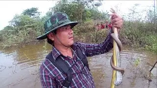 catch snake in water