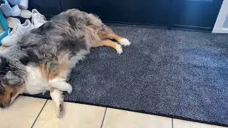 PURRUGS Dirt Trapping Door Mat Review | Best Rug for Muddy Paws