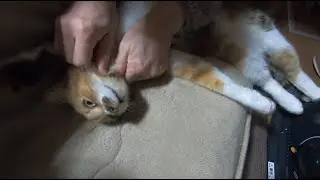 母に魂を抜かれ昇天寸前の娘猫